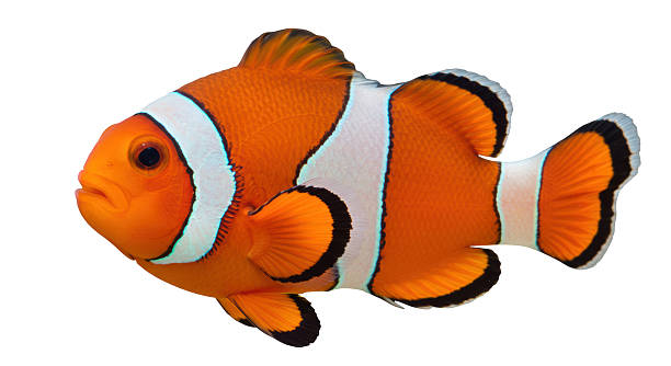 istock Isolated Bright Orange Clownfish with White Stripes 2211945799