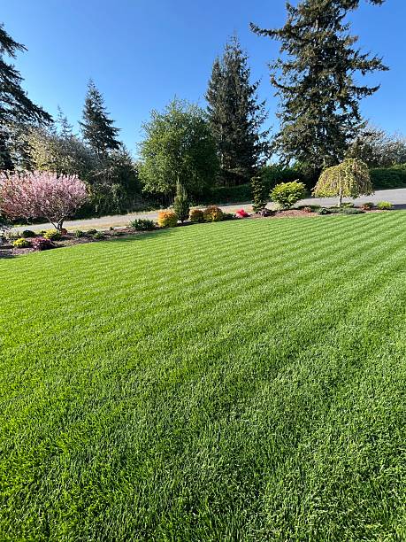 istock A recently-mowed lawn on a sunny morning 2211946722
