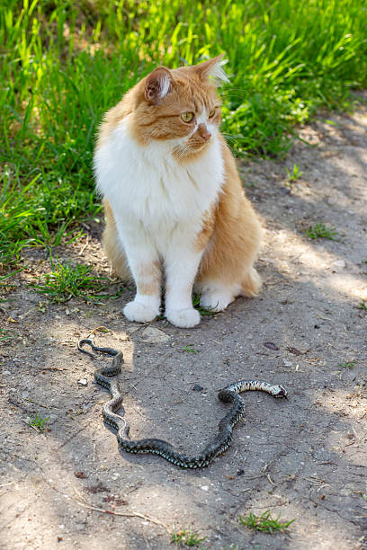 istock A ginger cat caught and killed a snake on a path on a summer day. Hunting instincts of domestic animals 2211948225