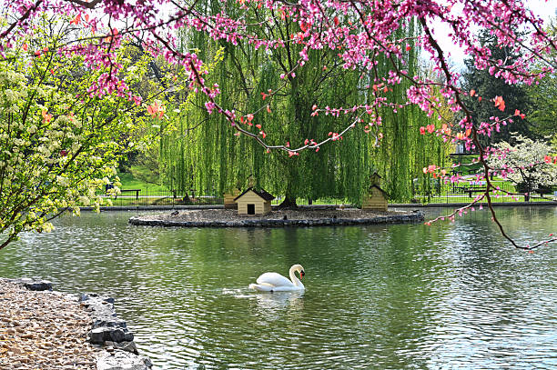 Lake in Hyde Park with a swan in London