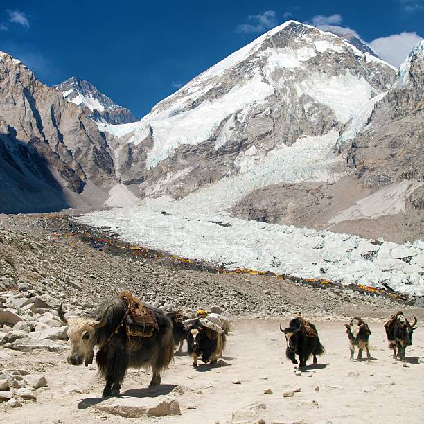 istock Mount Everest base camp and yak caravan 2211949096