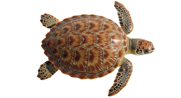 istock Isolated Sea Turtle swimming in Ocean 2211950123