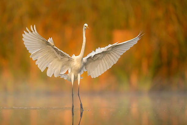 istock Great white egret ( Egretta alba ) close up 2211951080