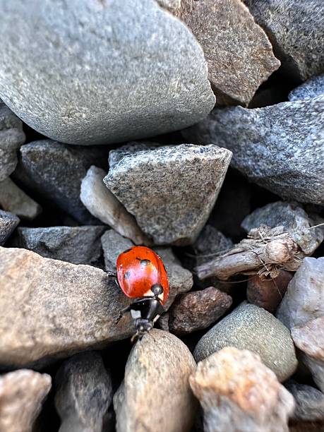 Detailed macro shot of a ladybug crawling across a rugged stone surface. Nature photography with rich textures and color