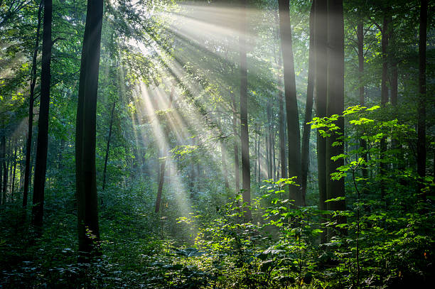 istock Misty morning in the forest 2211954485