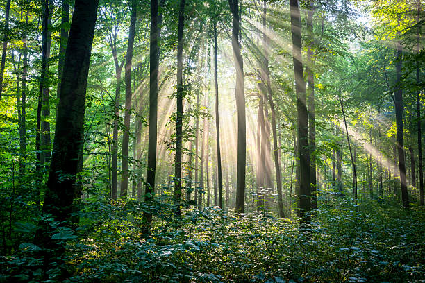 istock Sunny morning in the forest 2211954510