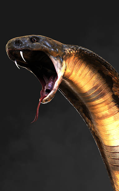 istock The Majestic Cobra Aggressive Pose 2211954652