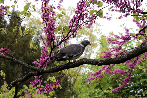 A wild pigeon sits on a branch of a blooming tree with purple blossoms.