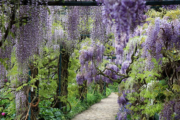 istock Wisteria German park. A stone path running through the center. 2211955495