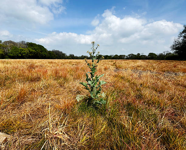 Weed growing through dry grass in a farm field in Somerset