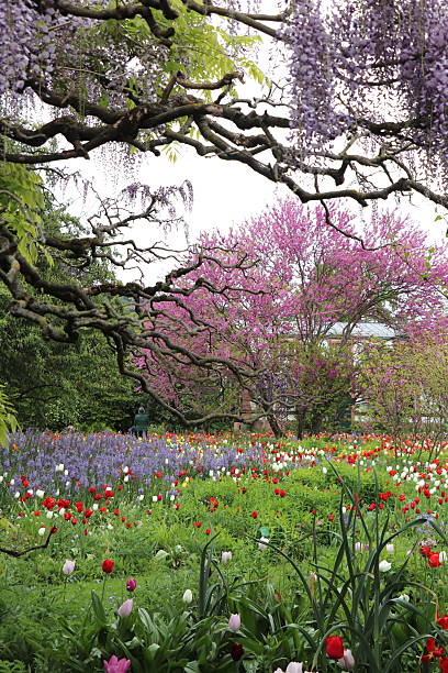 istock A hundred-year-old park in full spring bloom in a German park. 2211955655