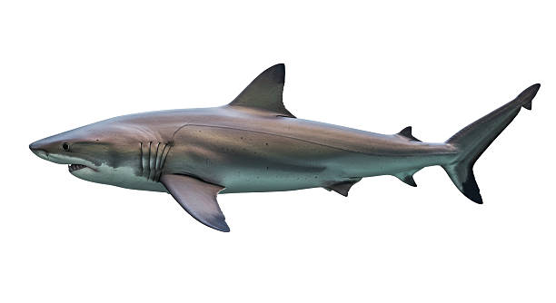 istock Isolated Sleek Grey Shark Swimming Silhouette 2211955750