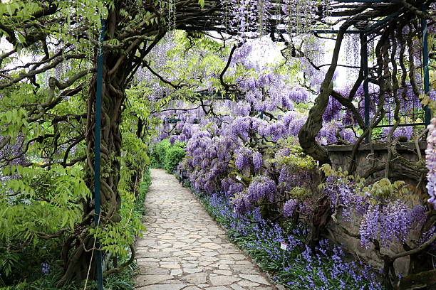 istock Wisteria in full spring bloom in a German park. 2211955970