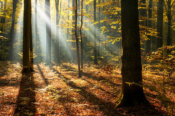 Sunny morning in the autumn forest