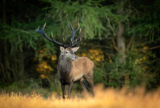 istock Deer male buck ( Cervus elaphus ) during rut 2211956125