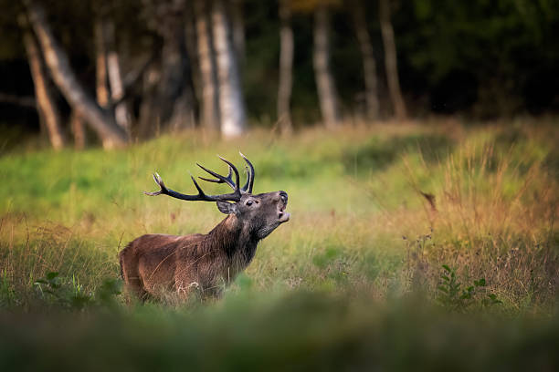 istock Deer male buck ( Cervus elaphus ) during rut 2211956220