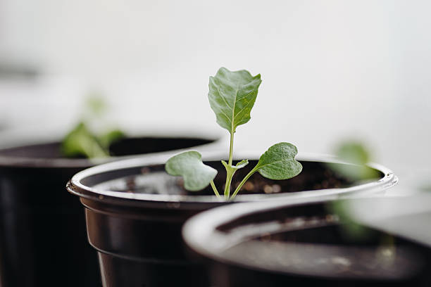 istock green seedlings in black pots on windowsill 2211956624