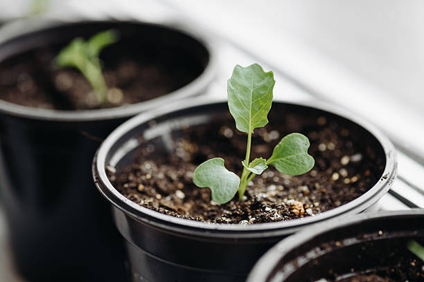 green seedlings in black pots on windowsill