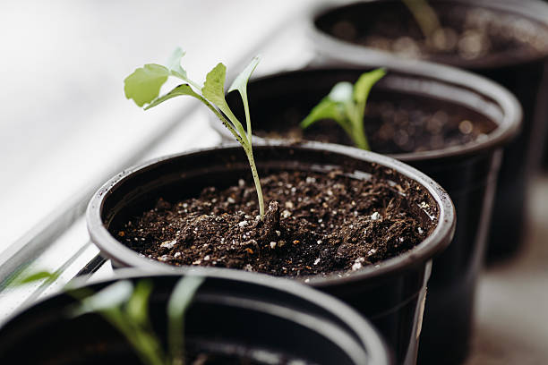 istock green seedlings in black pots on windowsill 2211956638