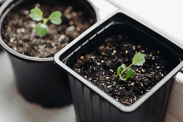 istock green seedlings in black pots on windowsill 2211956649