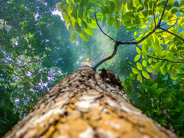 Perspective View of Mahogany Tree Trunk Surrounded by Vibrant Green Foliage