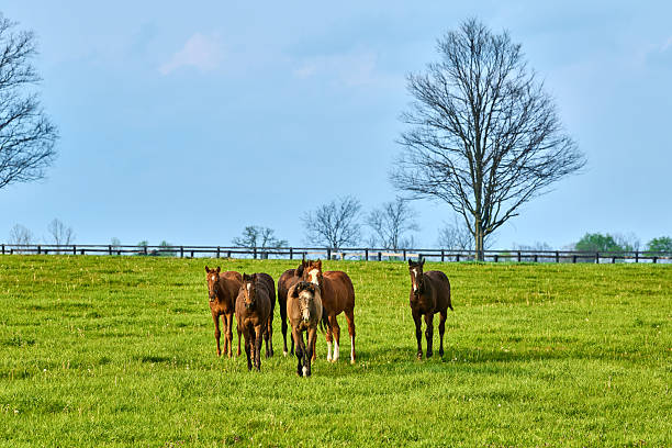 Group of hosres walking toward camera in a field.
