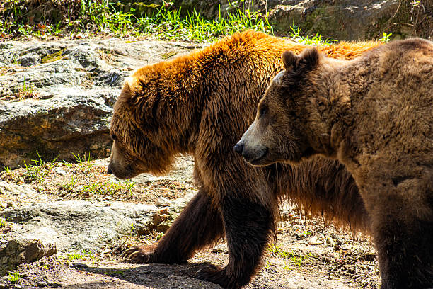 A pair of grizzly bears, also known as the North American brown bear or grizzlies, Ursus arctos horribilis.