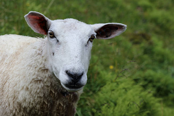 istock Schaf / Sheep / Ovis 2211958550