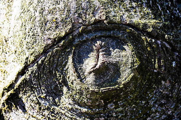 A unique natural pattern that resembles an eye formed on the bark of a tree. A close-up image shows the rich texture of the crust, concentric rings, and natural cracks that create the illusion of the