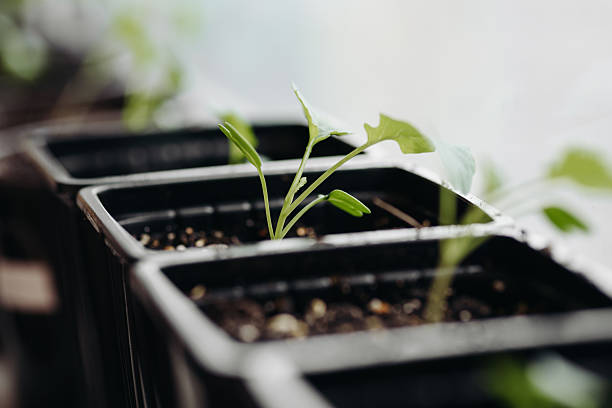 istock green seedlings in black pots on windowsill 2211959154