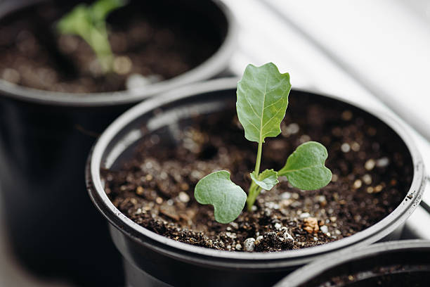 istock green seedlings in black pots on windowsill 2211959166