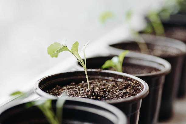 istock green seedlings in black pots on windowsill 2211959172