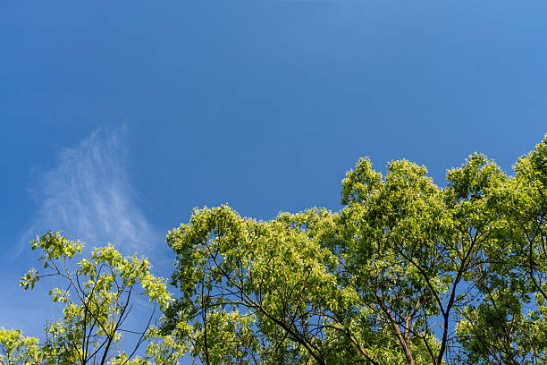 Looking up at the blue sky through a large foliage in summer.