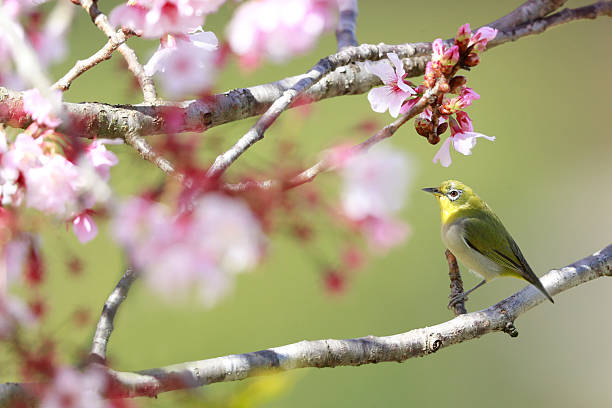 istock Swinhoe's White-eye 2211962701