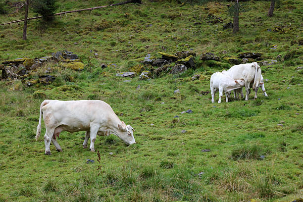 istock Norwegen - Rinder / Norway - Cattles / 2211966158