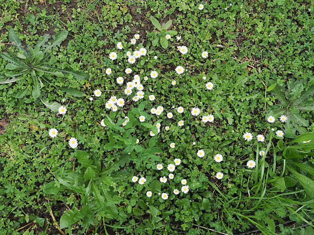 istock daisies and shamrock meadow background 2211967067