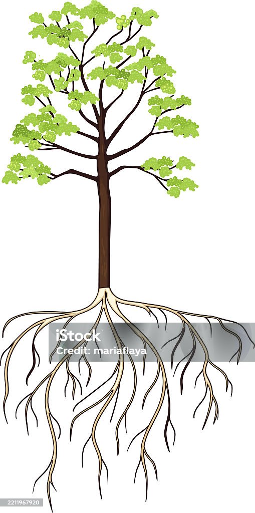 Maple Tree Roots Vector Maple Tree Flowering Maple Tree With Root System Isolated On White ...