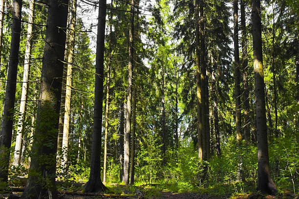 Forest of Finalnd in Summer