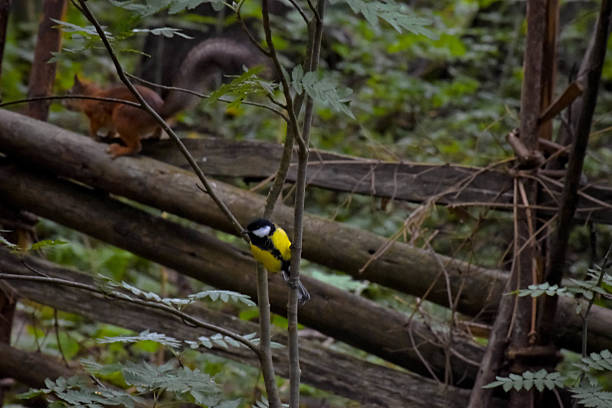 A Yellow bird in a finnish forest