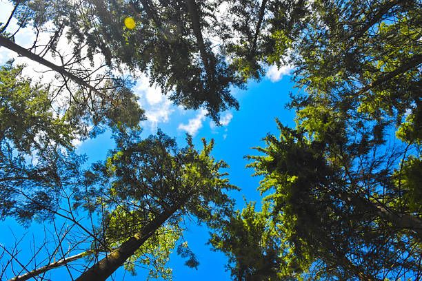 Tree tops in a Finnish forest