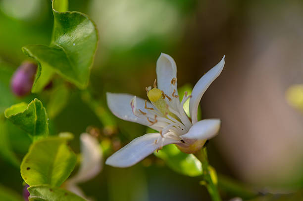 istock Blooming lemon flower, macro shot in natural light 2211969436