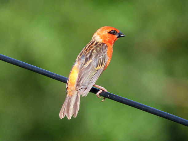 istock Red Fody Bird 2211969485