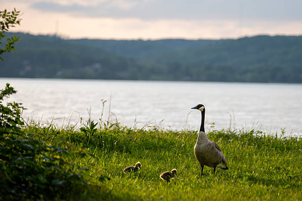 istock Goose with babies by the lake 2211970168