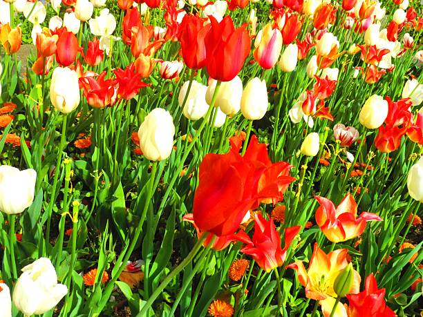 Beautiful colorful Tulips