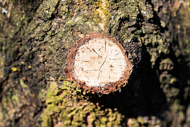 istock Wood Grain Texture Close-up with Growth Rings 2211970570
