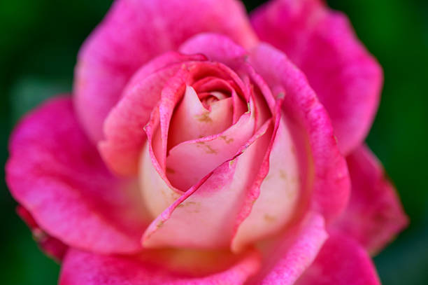 Detailed macro image of a pink rose bud about to bloom in a vibrant Cypriot garden under natural light.