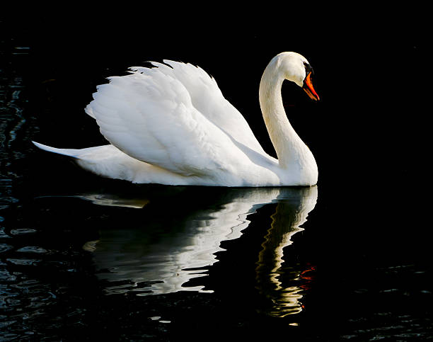 istock White swan with spread wings swimming on a dark water surface 2211971647