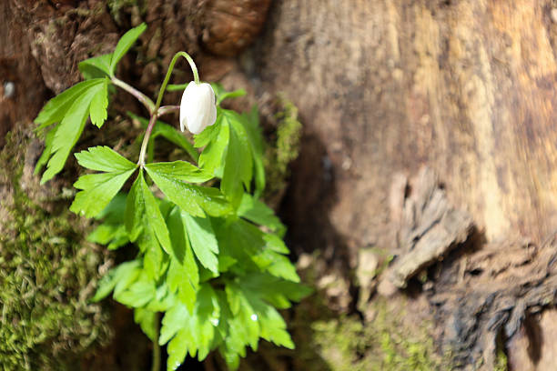 A delicate white anemone flower blooms against the backdrop of old, cracked tree bark covered with green moss. The flower has a simple, elegant form with six petals surrounding a yellow center.