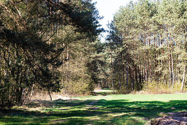 A peaceful nature background showcasing a vibrant green field in front of a dense pine forest. The clear blue sky above adds a calming and spacious feel to the landscape. This image is perfect for use in ecological, environmental, and outdoor-themed projects, as well as for backgrounds in presentations, websites, and seasonal promotions related to spring or summer.