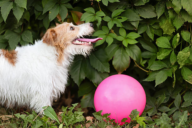 Thirsty panting dog with her toy. Pet in summer concept. Dog tongue.